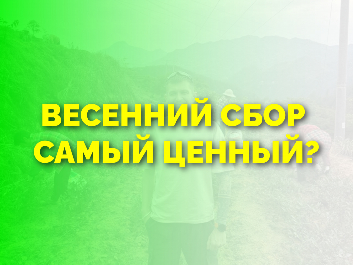 Почему весенний сбор чая ценится выше остальных?